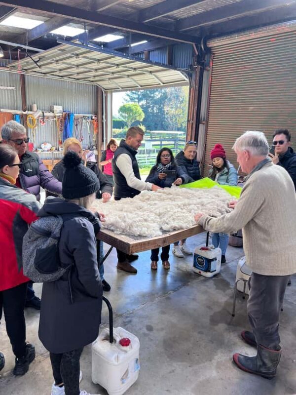 Silverstream Alpaca Farm Tour with Feeding and Guide - An In-Depth Look at the Silverstream Alpaca Farm Tour