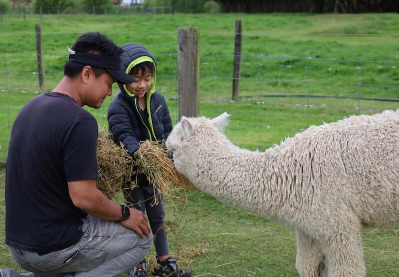 Silverstream Alpaca Farm Tour with Feeding and Guide - The Sum Up