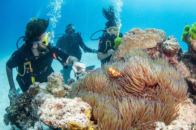 Silverswift Dive and Snorkel Great Barrier Reef Cruise - An In-Depth Look at the Tour