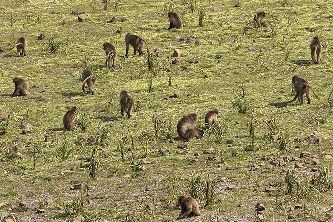 Simien Mountains 4 Days - Detailed Itinerary Breakdown