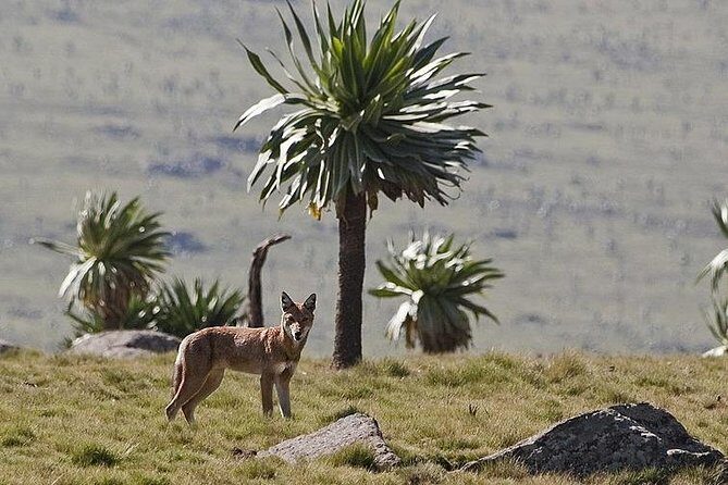 Simien Mountains National Park 7 Day Trek - Final Day: A Gentle Descent Back to Gondar