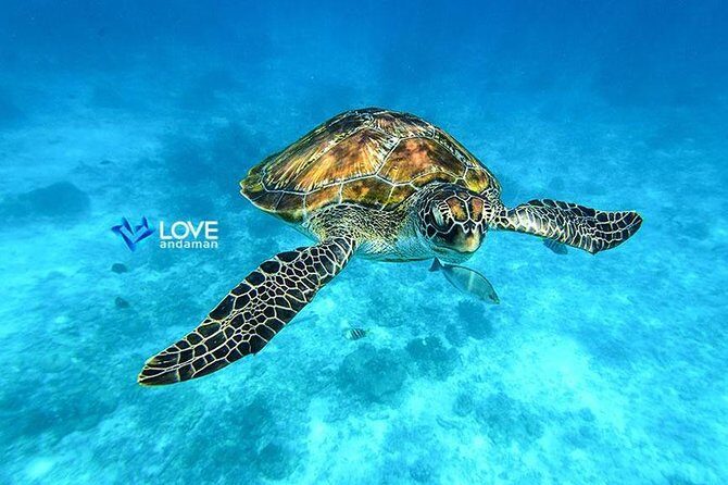 Similan Islands Snorkeling Day Trip By Love Andaman From Khao Lak - Key Points