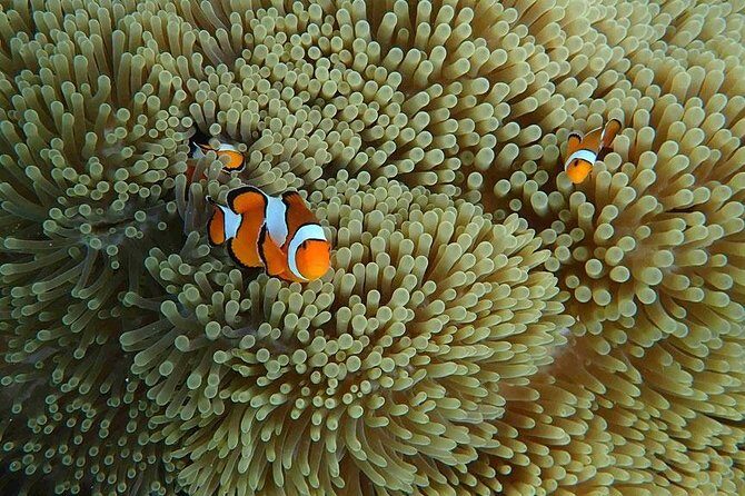 Similan Islands Snorkeling Day Trip By Love Andaman From Khao Lak - Final Thoughts: Is It Worth It?