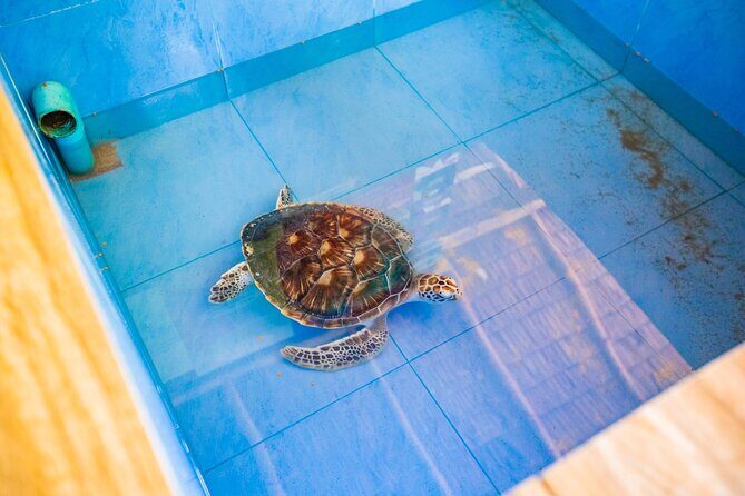 Similan Islands Snorkeling Tour By Speed Catamaran From Phuket - Who Is This Tour Best For?