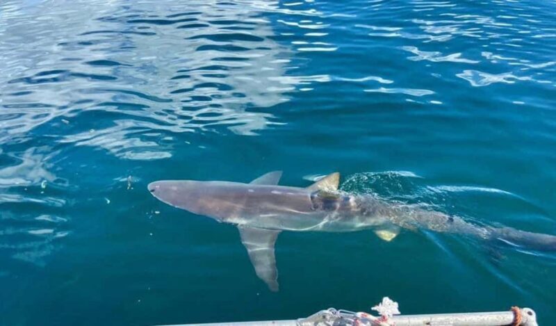 Simon's Town: Half Day Shark Cage Diving Experience - Why Choose This Experience?