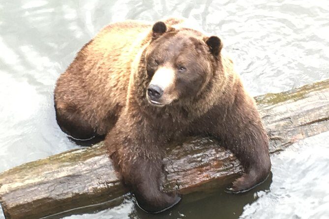 Simply Amazing Sitka Tour: Fortress of the Bear, Alaska Raptor, & Totems - A Complete Look at the Tour Itinerary