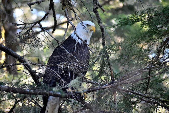 Simply Amazing Sitka Tour: Fortress of the Bear, Alaska Raptor, & Totems - Analyzing the Value