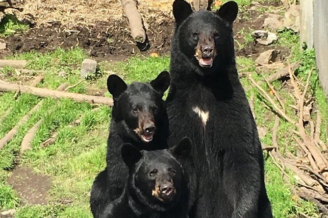 Simply Amazing Sitka Tour: Fortress of the Bear, Alaska Raptor, & Totems - Final Thoughts