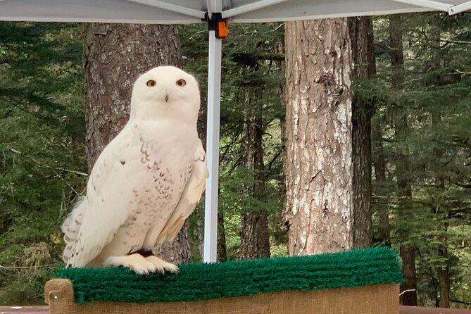 Simply Amazing Sitka Tour: Fortress of the Bear, Alaska Raptor, & Totems - FAQs