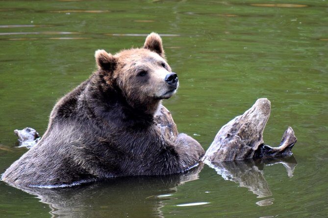 Simply Amazing Sitka Tour: Fortress of the Bear, Alaska Raptor, & Totems - Who Should Consider This Tour?