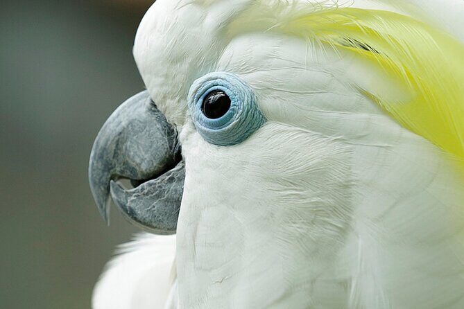 Singapore Bird Paradise Entry Ticket - Introduction