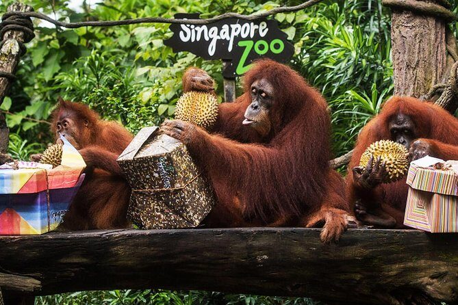 Singapore Bird Paradise & Zoo Full Day (Ticket & Transfer ) - Exploring Jurong Bird Park