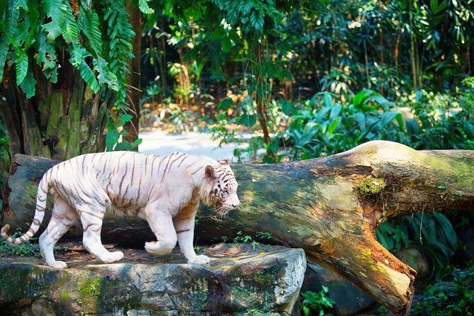 Singapore Bird Paradise & Zoo Full Day (Ticket & Transfer ) - Authentic Experiences and Practical Tips