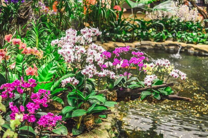 Singapore: National Orchid Garden Admission - An In-Depth Look at the Singapore National Orchid Garden