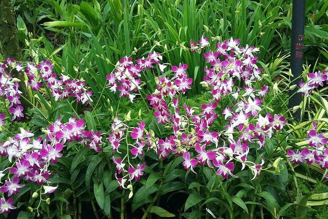Singapore: National Orchid Garden Admission Ticket - Who Will Love This Experience?