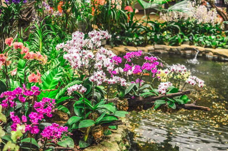 Singapore: National Orchid Garden Entry Tickets - Authentic Perspectives from Visitors