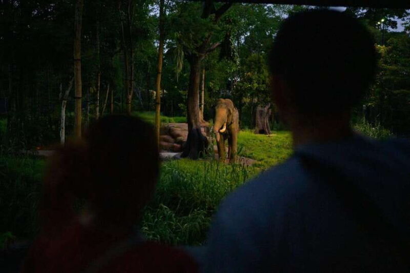 Singapore: Night Safari and Tram Ride Ticket - Key Points