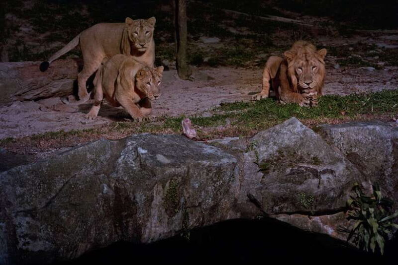 Singapore: Night Safari and Tram Ride Ticket - Authentic Perspectives from Visitors