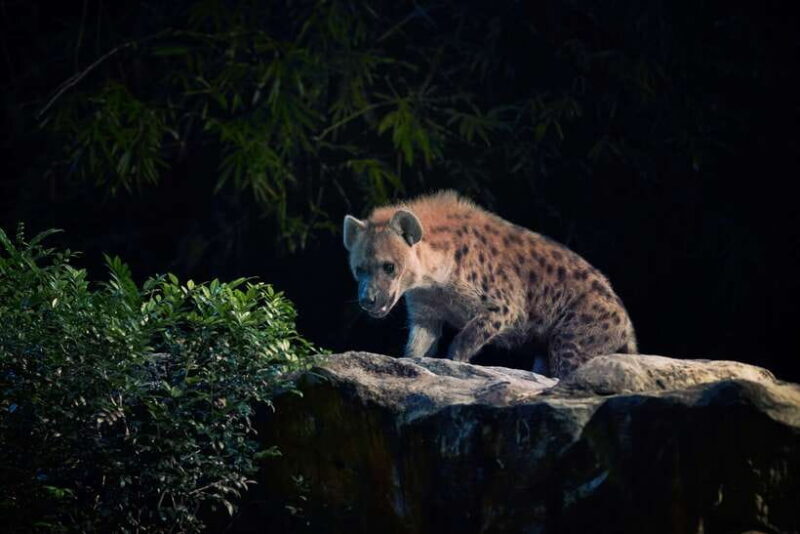 Singapore: Night Safari and Tram Ride Ticket - FAQs