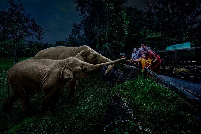 Singapore Night Safari Ticket Experience - What is the Night Safari Experience Like?