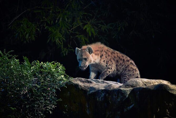 Singapore Night Safari Ticket Experience - The Sum Up