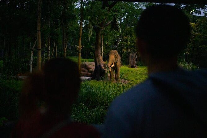 Singapore Night Safari Ticket Experience - FAQs