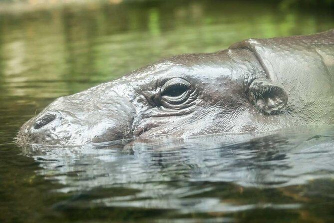 Singapore River & Night Safari-COMBO (Shared Transfer) - FAQ