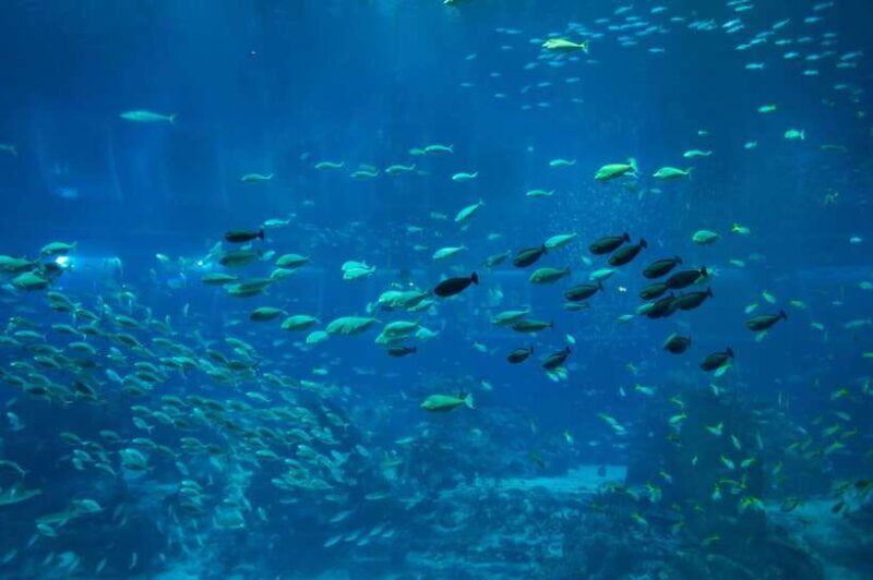 Singapore: Singapore Oceanarium Entrance E-Ticket - Who Will Love This Experience?