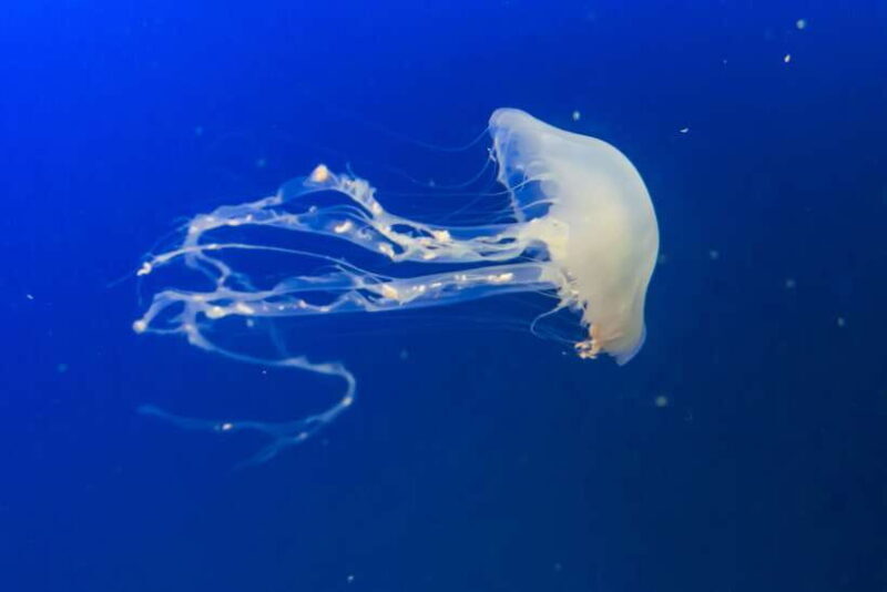 Singapore: Singapore Oceanarium Entrance E-Ticket - The Sum Up