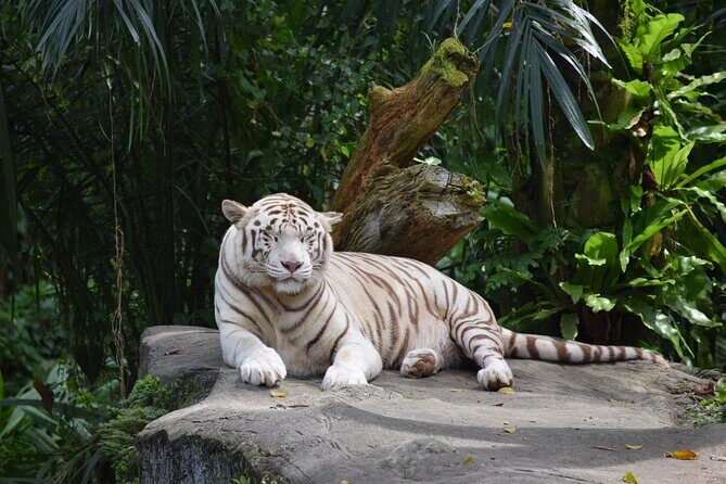 Singapore Zoo & Night Safari Day ( Tickets & Transfer ) - An In-Depth Look at the Adventure