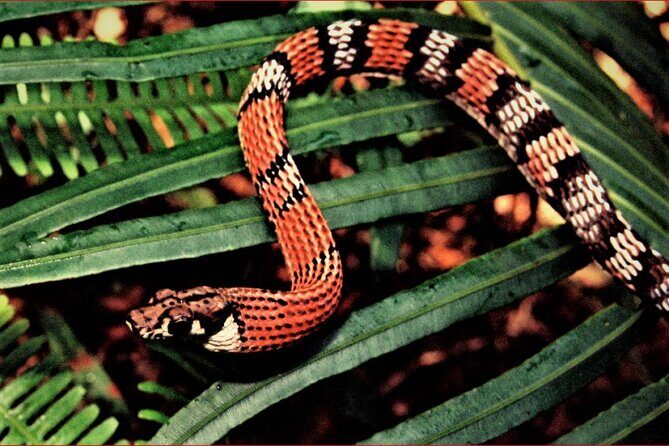 Sinharaja Rain Forest Guided Day Tour - Exploring the Sinharaja Rain Forest