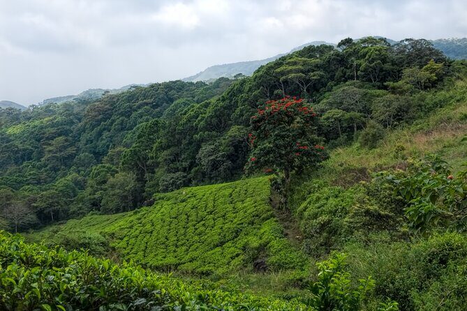 Sinharaja Rain Forest Guided Day Tour - The Tour’s Practical Details