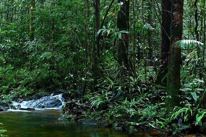 Sinharaja Rain Forest Guided Day Tour - Value and Who Should Consider This Tour