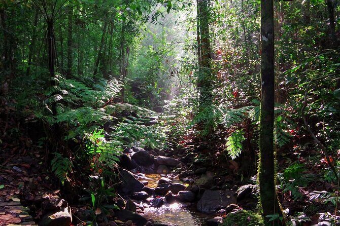 Sinharaja Rain Forest Guided Day Tour - The Sum Up