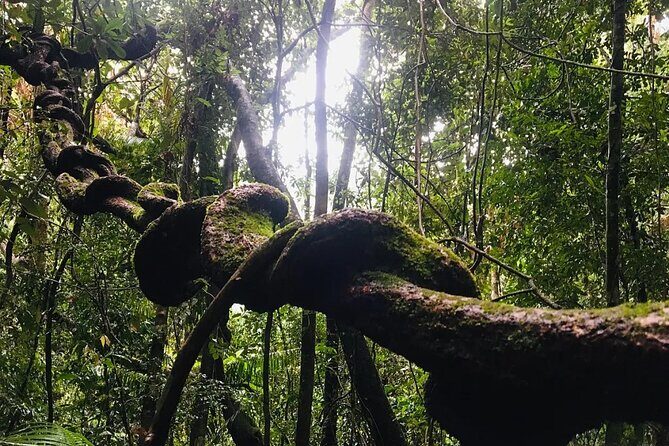 Sinharaja Rain Forest Guided Day Tour - Frequently Asked Questions