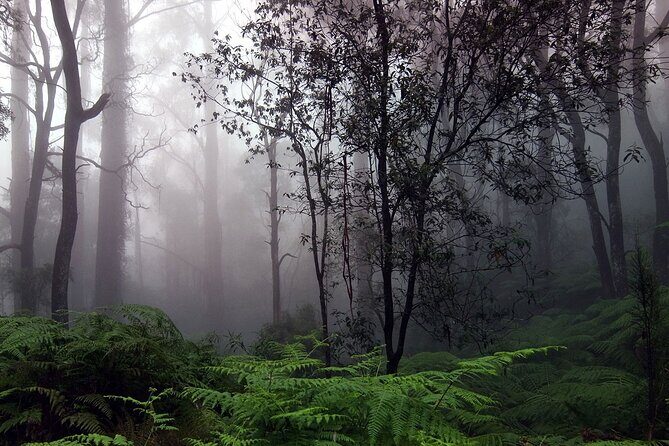 Sinharaja Rain Forest Tour from Tangalle - An In-Depth Look at the Sinharaja Rain Forest Tour Experience
