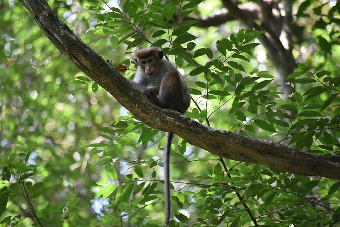 Sinharaja Rain Forest Tours (Full Day) - In-Depth Look at the Sinharaja Rain Forest Tour