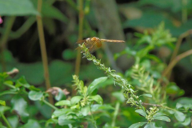 Sinharaja Rain Forest Tours (Full Day) - Frequently Asked Questions