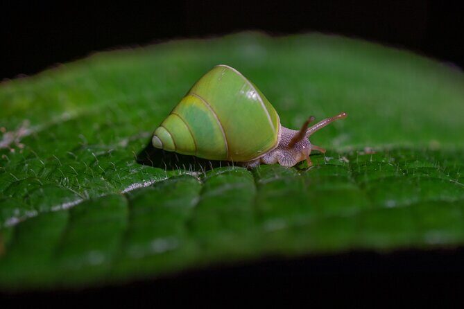 Sinharaja Rainforest Day Tour By Rainforest Expedition - A Detailed Look at the Sinharaja Rainforest Day Tour