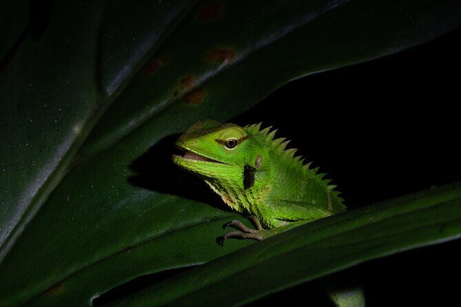 Sinharaja Rainforest Day Tour By Rainforest Expedition - The Sum Up: Is This Tour Right for You?