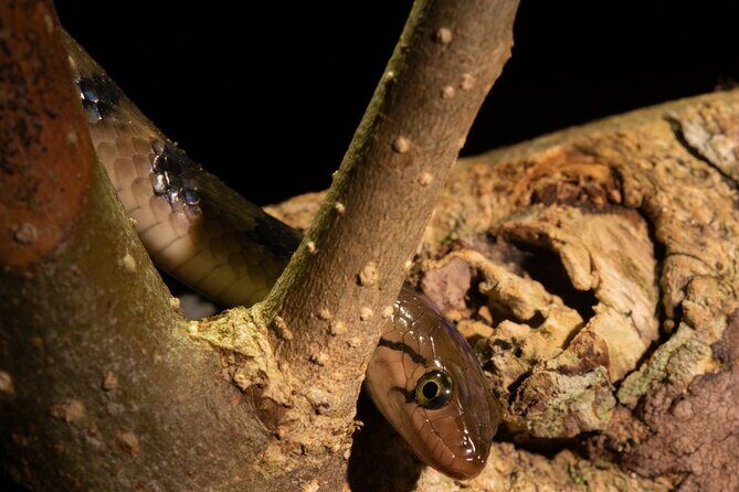 Sinharaja Rainforest Day Tour By Rainforest Expedition - FAQ