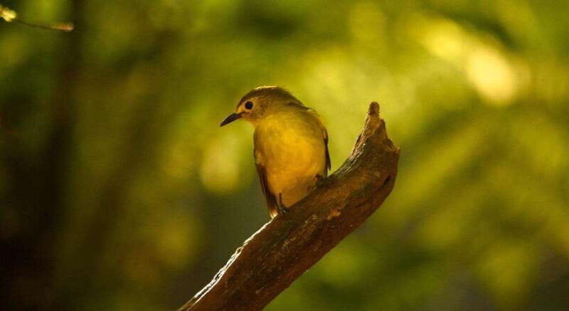 Sinharaja Rainforest: Day Trip From Galle or Bentota - Key Points