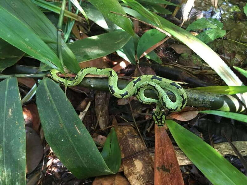 Sinharaja Rainforest: Day Trip From Galle or Bentota - An Introduction to the Sinharaja Rainforest Day Trip
