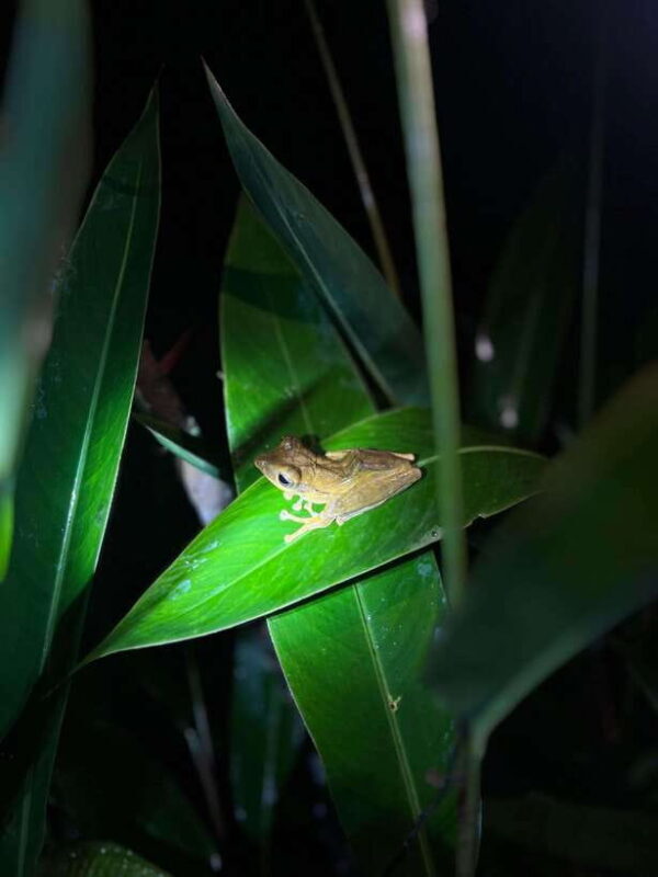 Sinharaja Rainforest: Day Trip From Galle or Bentota - The Details of the Itinerary