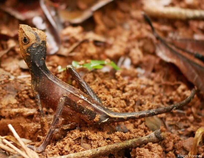 Sinharaja Rainforest: Day Trip From Galle or Bentota - Who Should Consider This Tour?