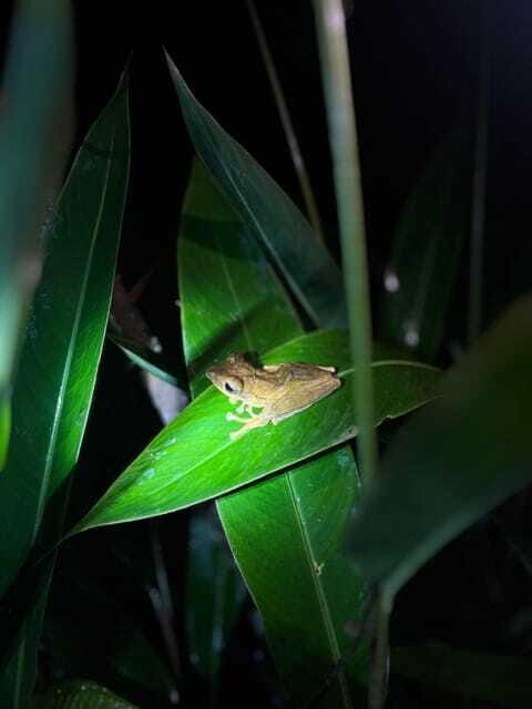 Sinharaja Rainforest: Day Trip From Galle or Bentota - Final Thoughts
