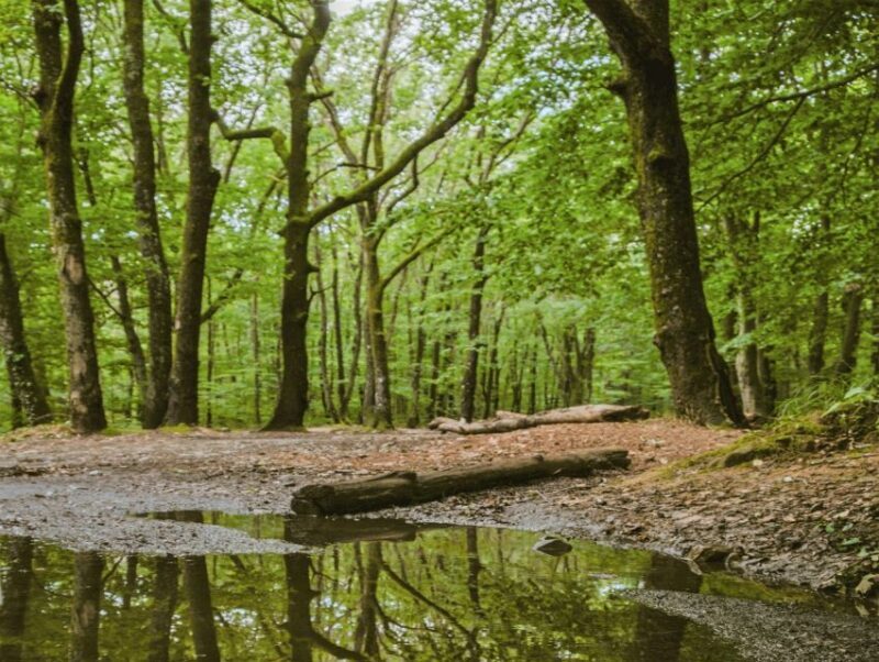 Sinharaja Rainforest Private & Customize Tour - The Sum Up: Who Is This Tour Best For?