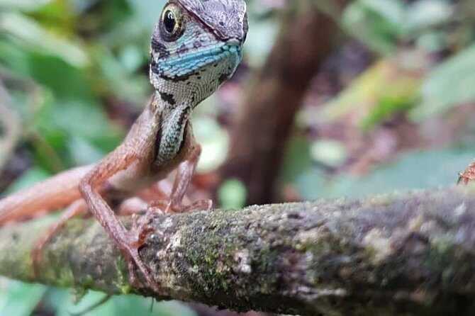 Sinharaja RainForest Private Full Day Tour - An In-Depth Look at the Sinharaja RainForest Private Full Day Tour