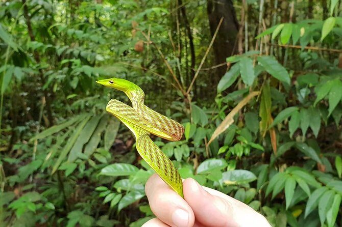 Sinharaja RainForest Private Full Day Tour - Exploring the Sinharaja Rainforest: An Authentic Jungle Adventure