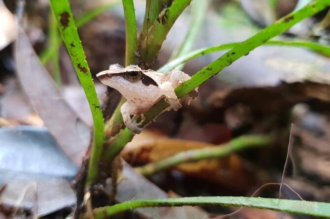 Sinharaja RainForest Private Full Day Tour - Final Thoughts: Is This Tour Worth It?